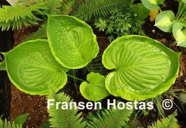 Hosta Ufo