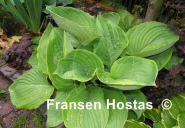 Hosta Ufo
