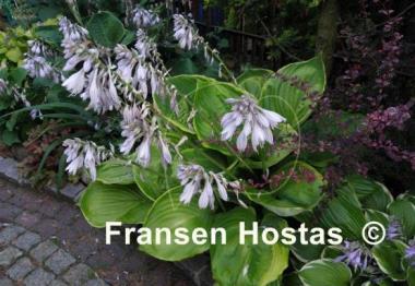 Hosta Ufo