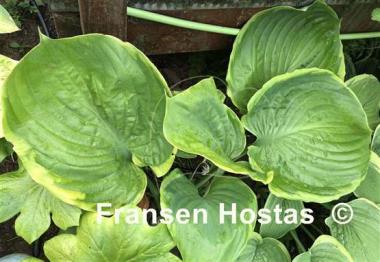 Hosta Ufo
