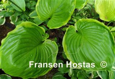 Hosta Ufo