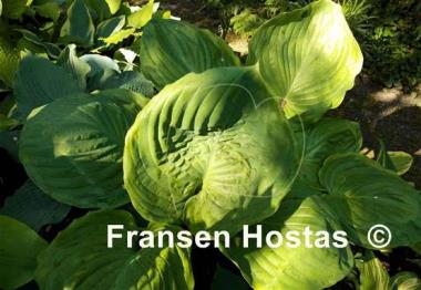 Hosta Ufo