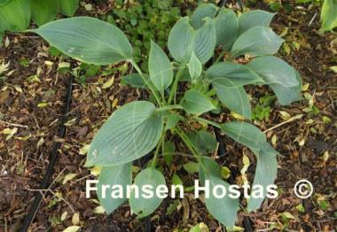 Hosta Ultramarine