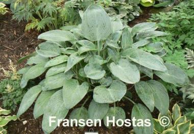 Hosta Ultramarine