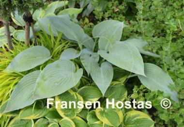 Hosta Ultramarine