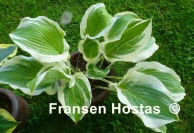 Hosta Unbridled Passion