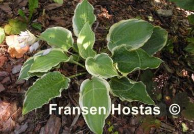 Hosta Unbridled Passion