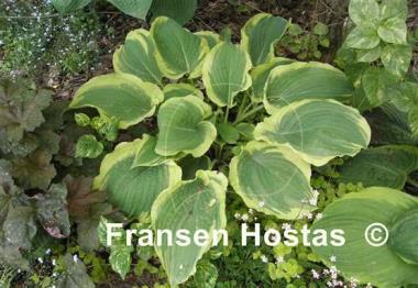 Hosta Unbridled Passion