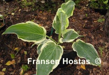 Hosta Unbridled Passion