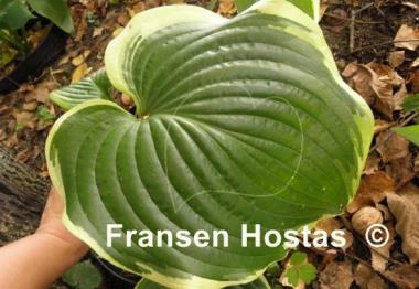 Hosta Unchained Melody