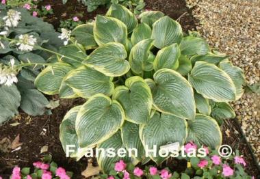 Hosta Unchained Melody