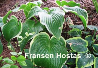 Hosta Unchained Melody