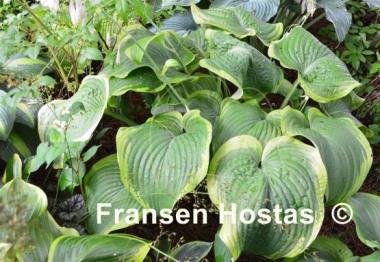 Hosta Unchained Melody
