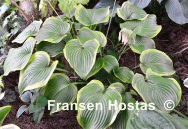 Hosta Unchained Melody