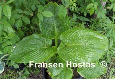 Hosta Undine