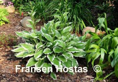 Hosta Undulata Albomarginata