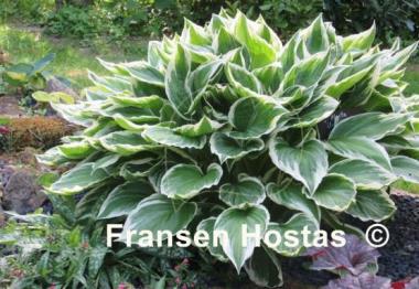 Hosta Undulata Albomarginata