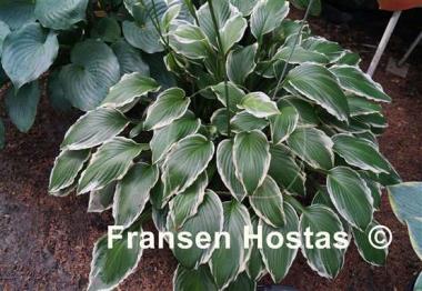 Hosta Undulata Albomarginata