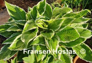 Hosta Undulata Albomarginata