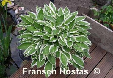 Hosta Undulata Albomarginata