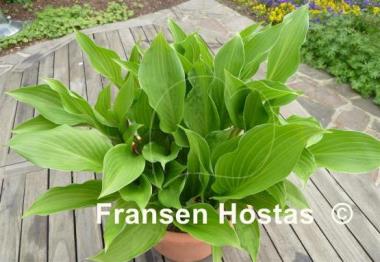 Hosta Undulata Erromena