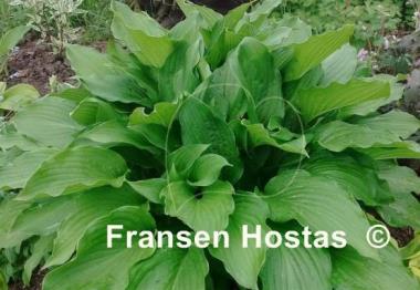 Hosta Undulata Erromena