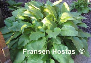 Hosta Undulata Erromena