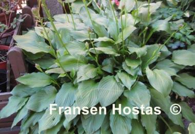 Hosta Undulata Erromena