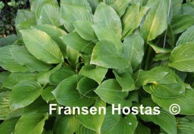 Hosta Undulata Erromena