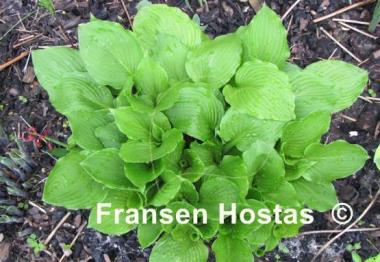 Hosta Undulata Erromena