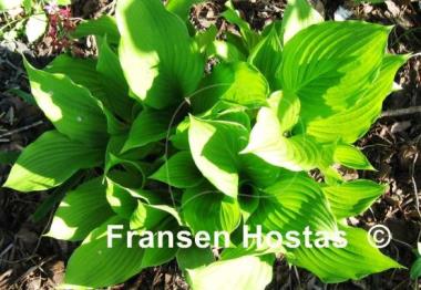 Hosta Undulata Erromena
