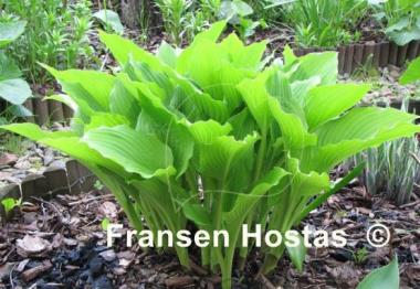 Hosta Undulata Erromena