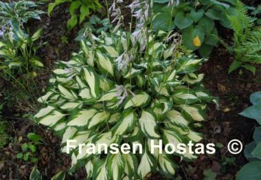 Hosta Undulata Mediovariegata