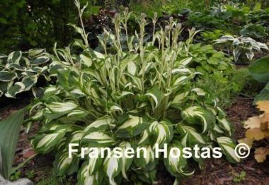 Hosta Undulata Mediovariegata