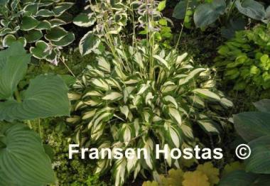 Hosta Undulata Mediovariegata