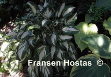Hosta Undulata Mediovariegata