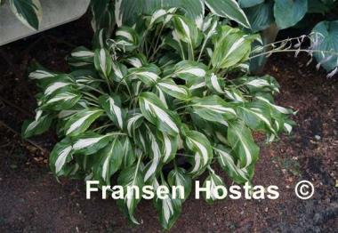 Hosta Undulata Mediovariegata