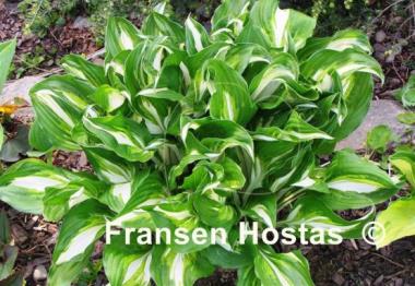 Hosta Undulata Mediovariegata