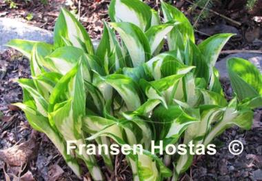 Hosta Undulata Mediovariegata