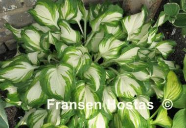 Hosta Undulata Mediovariegata