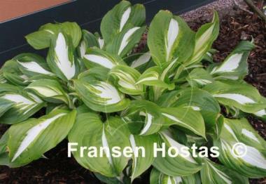 Hosta Undulata Univittata
