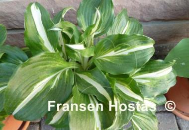Hosta Undulata Univittata