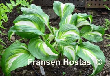 Hosta Undulata Univittata