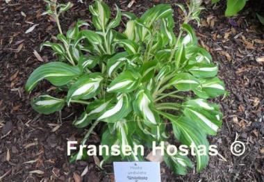 Hosta Undulata Univittata