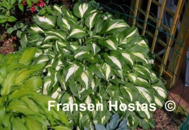 Hosta Undulata Univittata