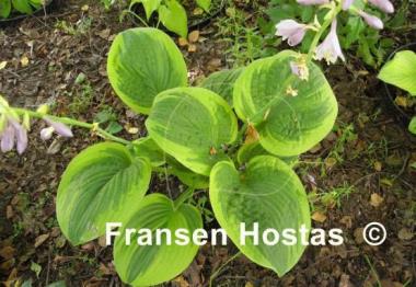 Hosta Unforgettable