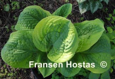 Hosta Unforgettable