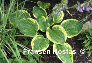 Hosta Unforgettable
