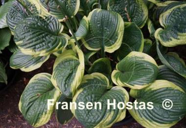 Hosta Unforgettable