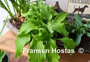 Hosta Unruly Child 